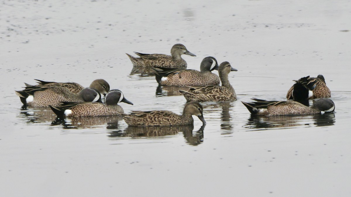 Blue-winged Teal - ML646923949