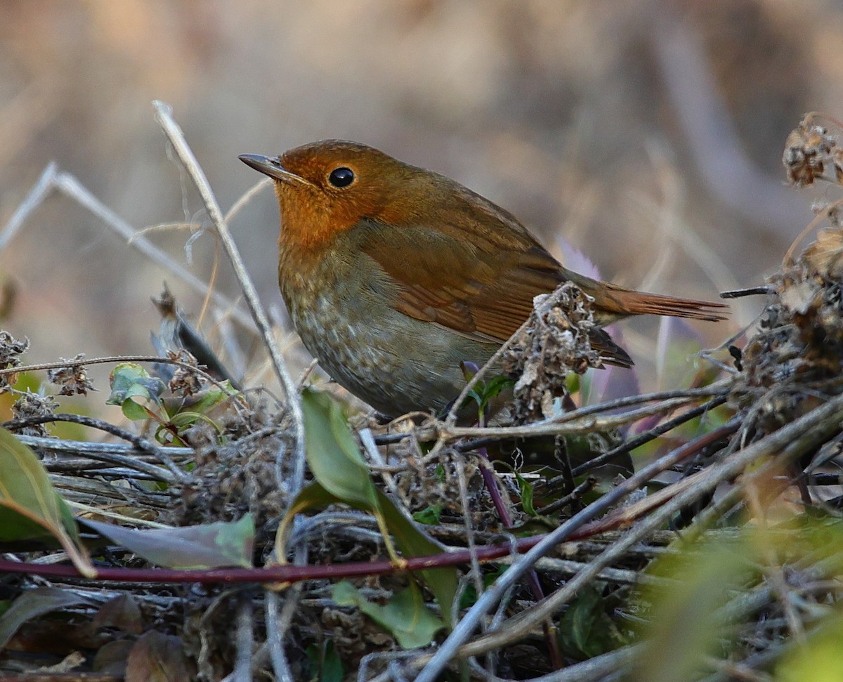 Txindor japoniarra - ML646923952