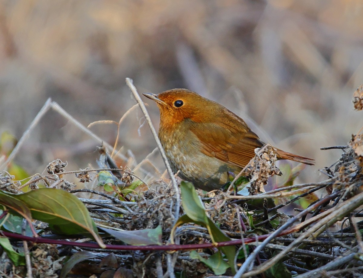 Txindor japoniarra - ML646923953