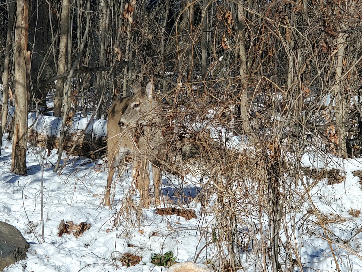 Animals - ML646923954