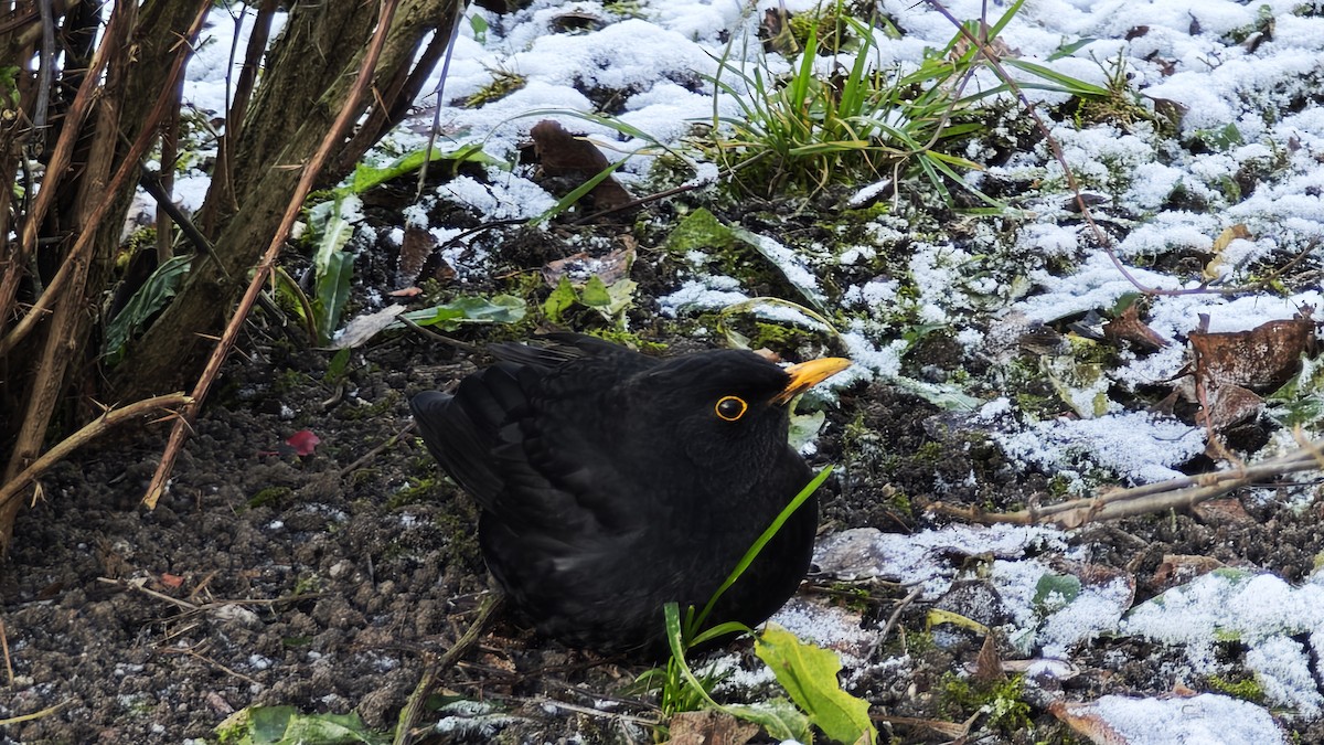 Eurasian Blackbird - ML646923956