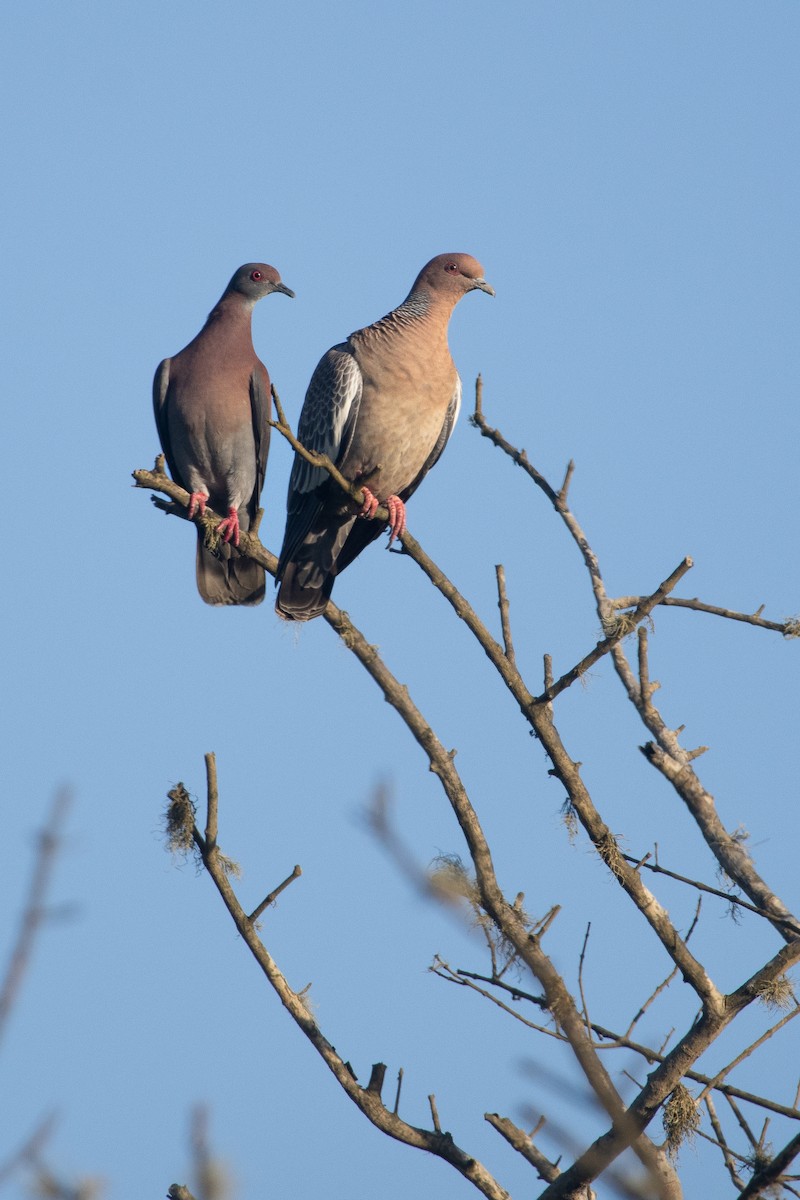 Paloma Colorada - ML646923957