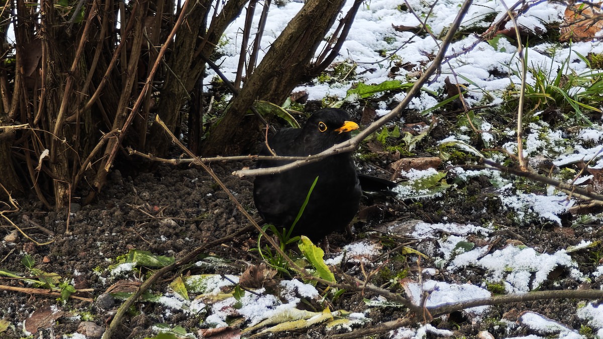 Eurasian Blackbird - ML646923958