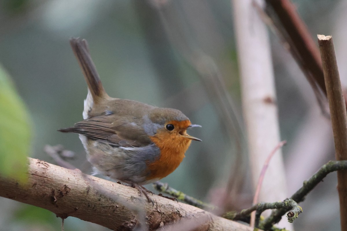 European Robin - ML646923964