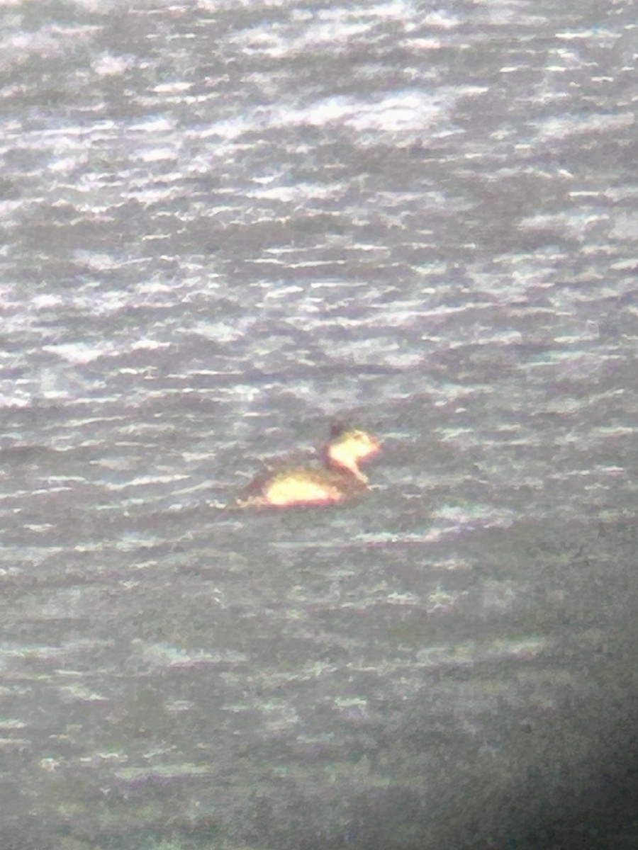 Murgil lepagorria - ML646923968