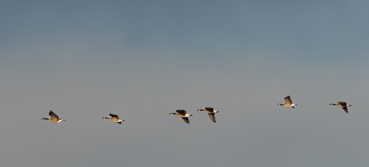 Cackling Goose - ML646923969