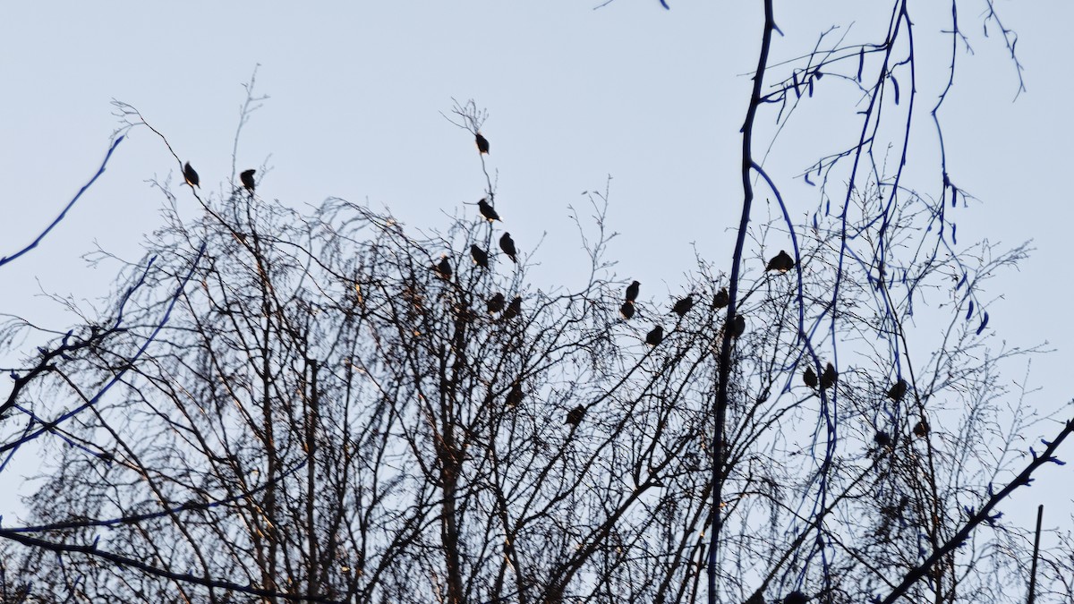 Ampelis Europeo - ML646923970