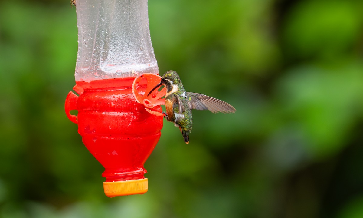 White-bellied Woodstar - ML646923971