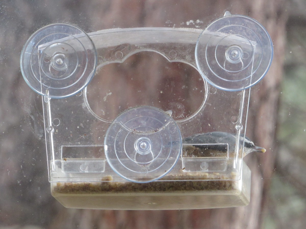 Red-breasted Nuthatch - ML646923974