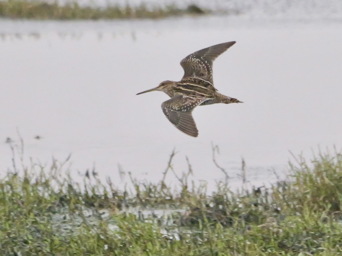 Wilson's Snipe - ML646923976
