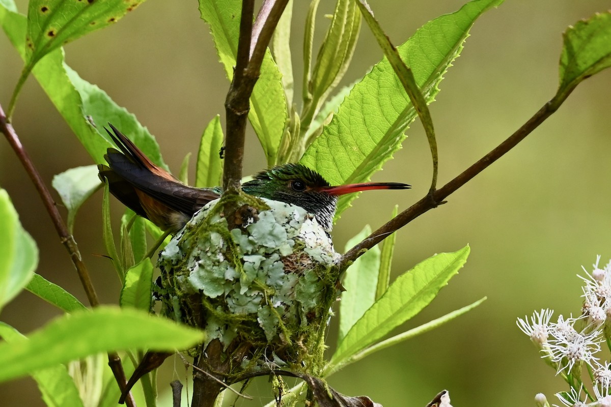 Цакатл - ML646923977