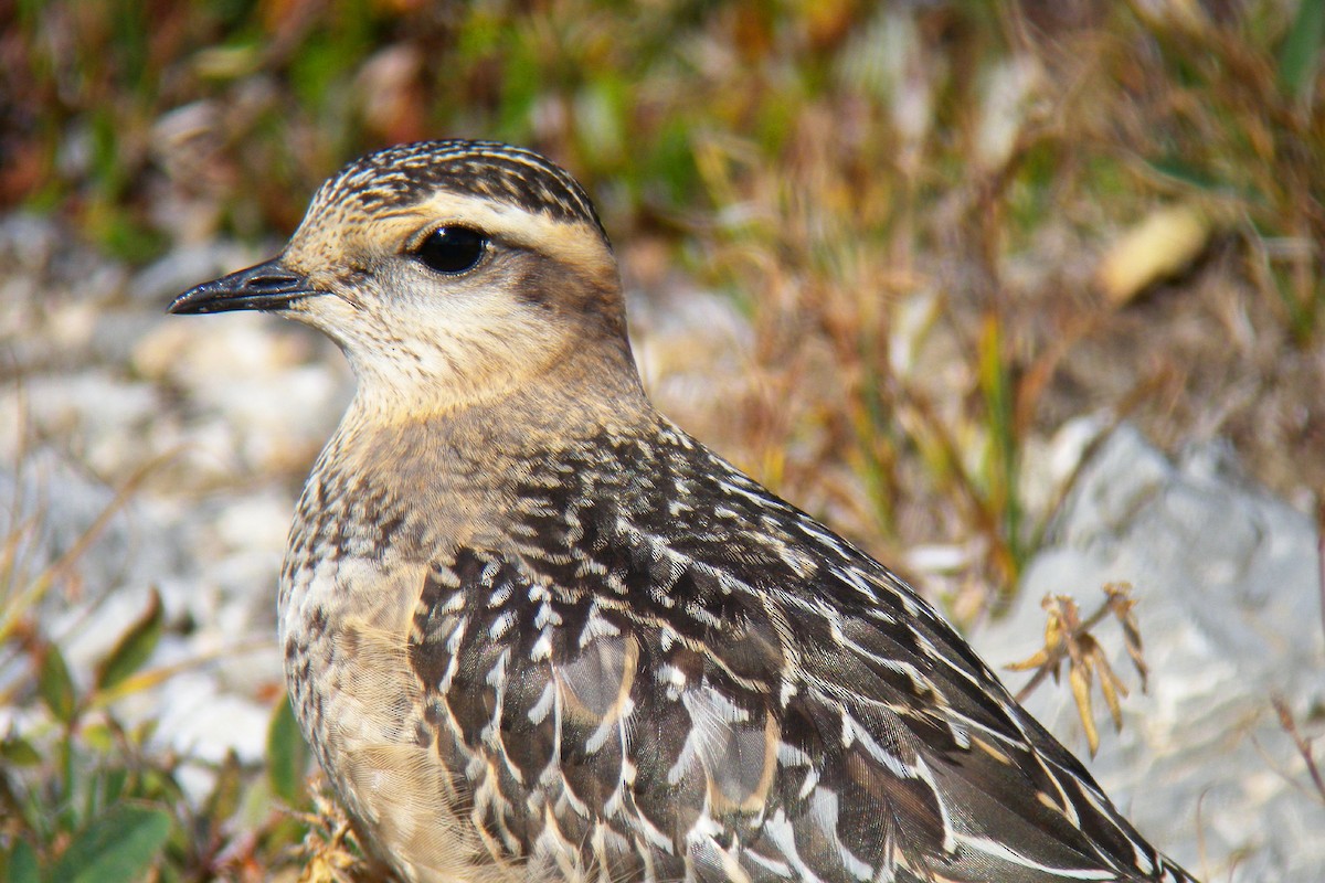 Eurasian Dotterel - ML646923978