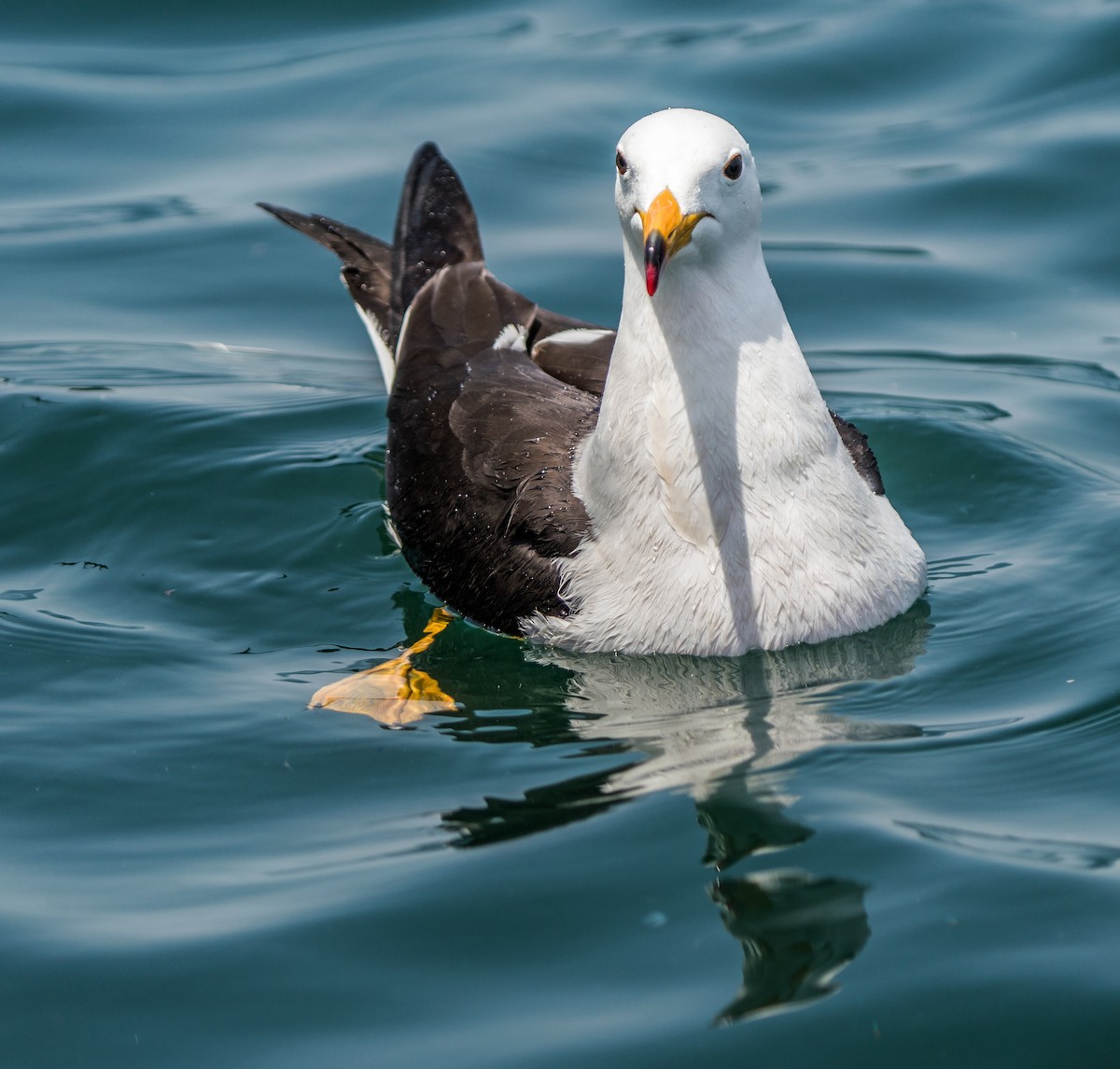 Belcher's Gull - ML646923982