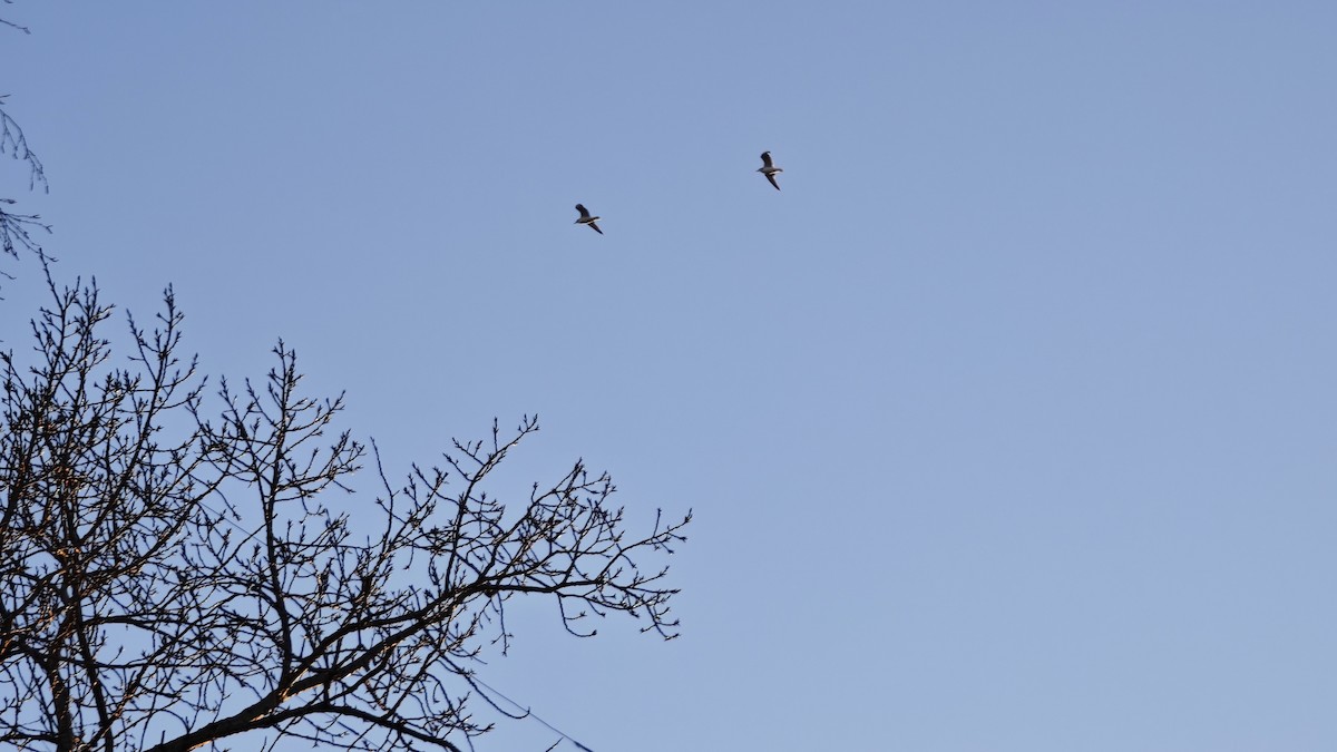 European Herring Gull - ML646923983