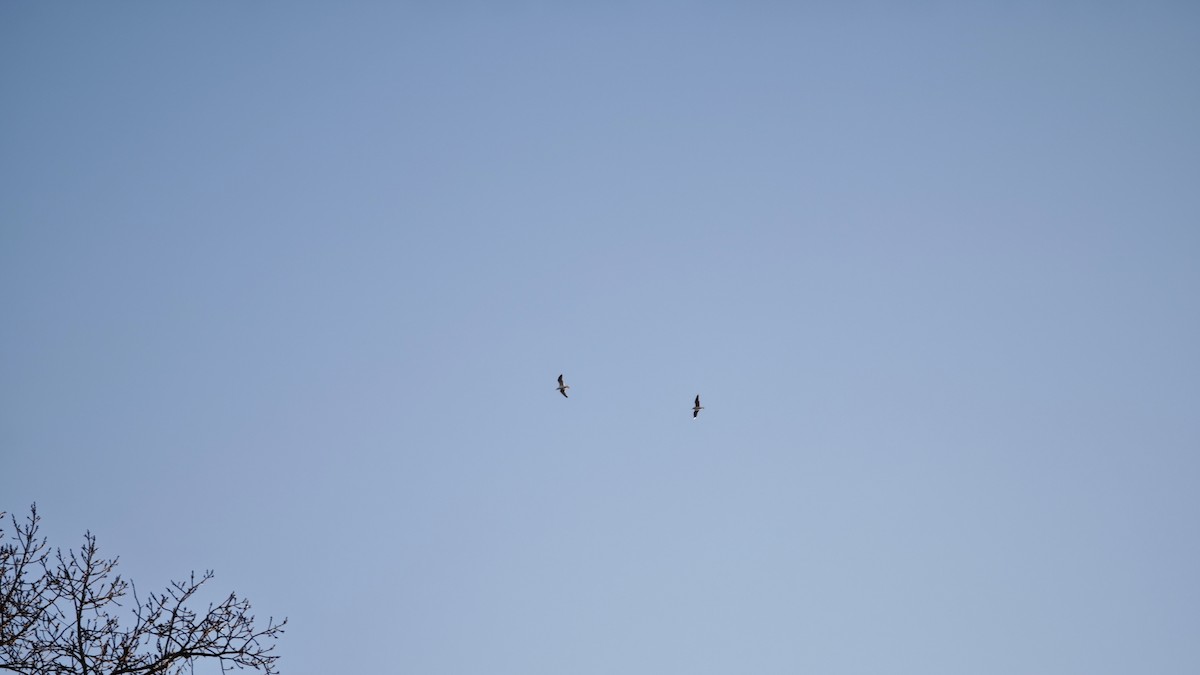 European Herring Gull - ML646923984