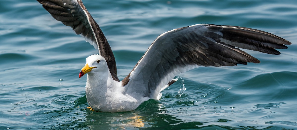 Belcher's Gull - ML646923985