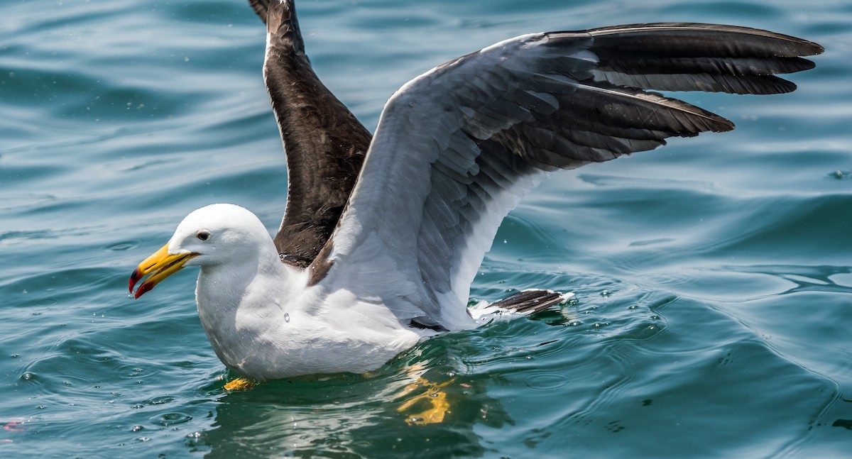 Belcher's Gull - ML646923986