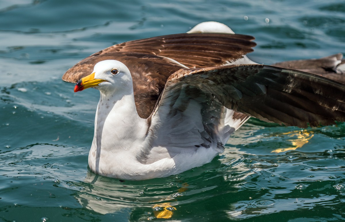 Belcher's Gull - ML646923987