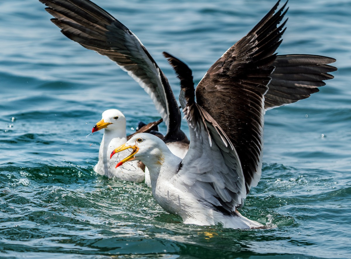 Belcher's Gull - ML646923989