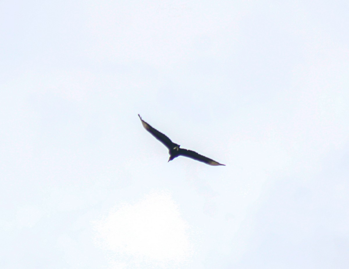 Black Vulture - ML646923991