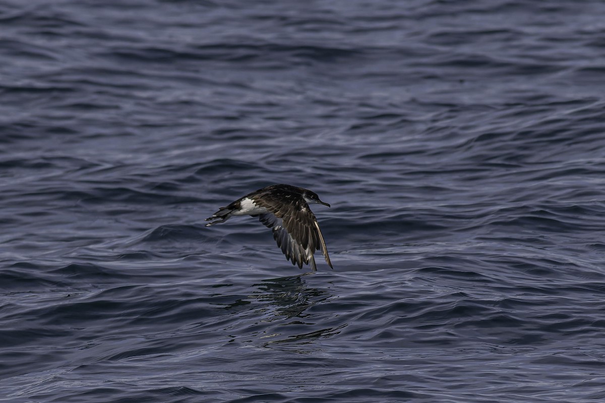 Manx Shearwater - ML646923997