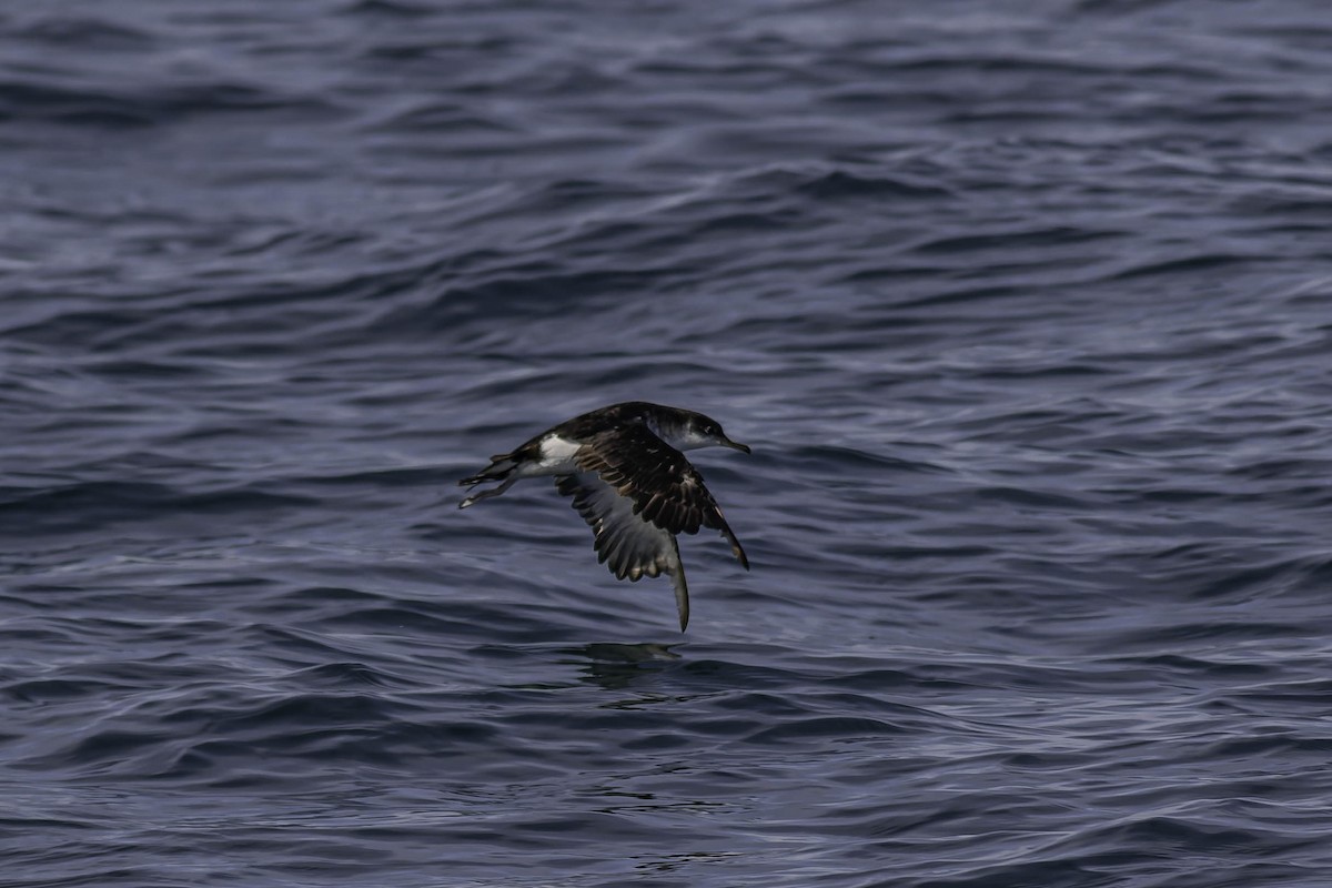 Manx Shearwater - ML646923998