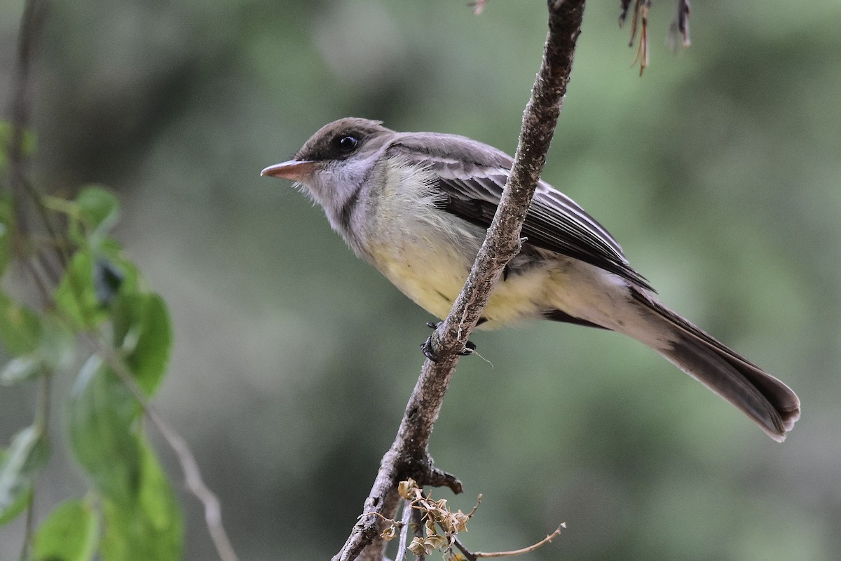 Swainson's Flycatcher - ML646924000