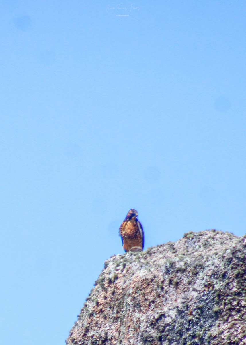 Black-chested Buzzard-Eagle - ML646924001