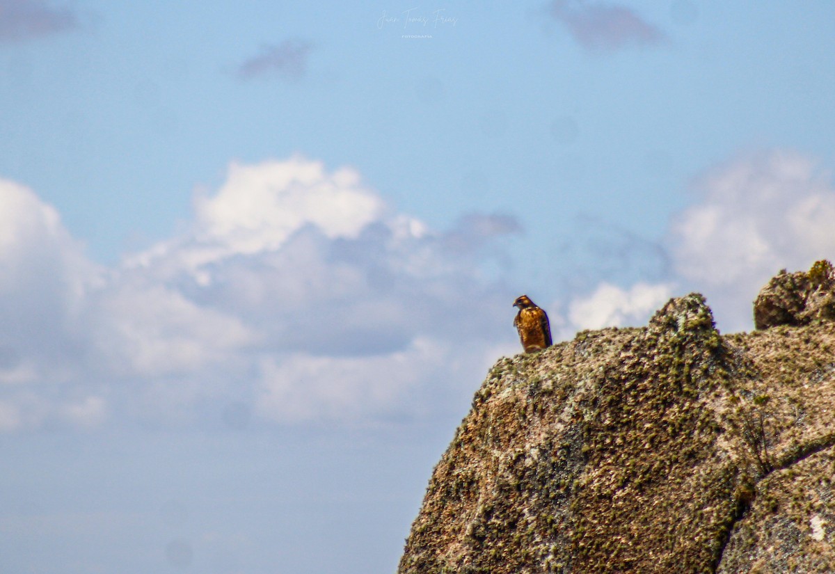 Black-chested Buzzard-Eagle - ML646924002