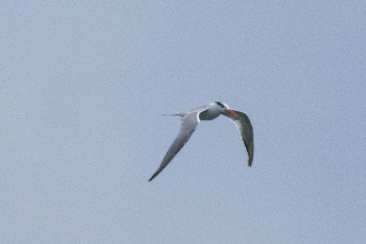 Royal Tern - ML646924003