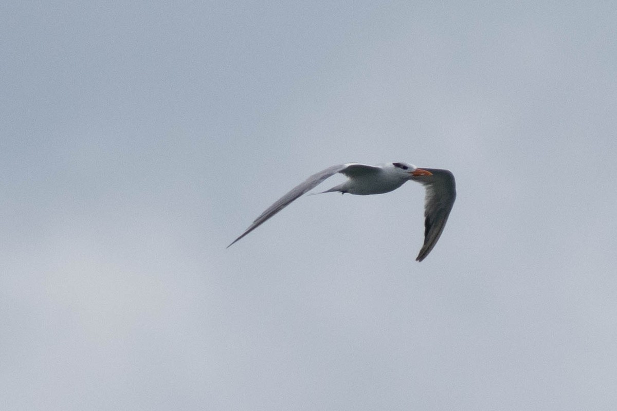 Royal Tern - ML646924005