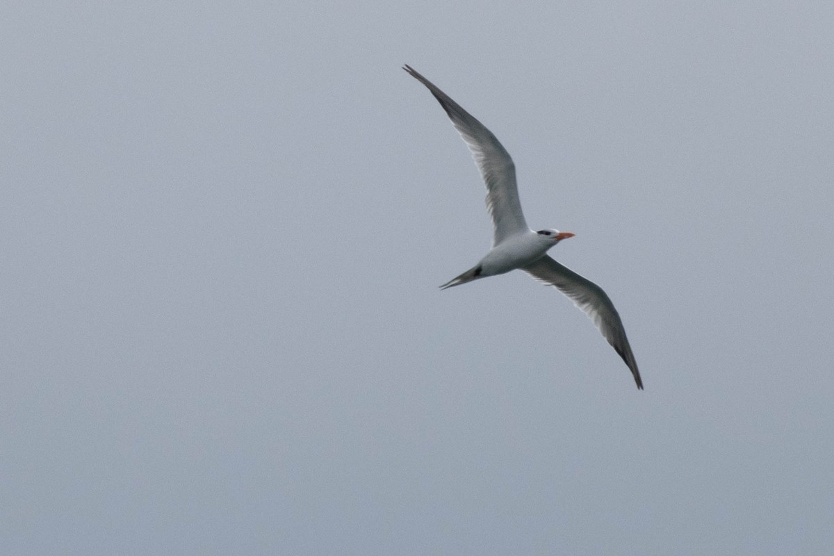 Royal Tern - ML646924006