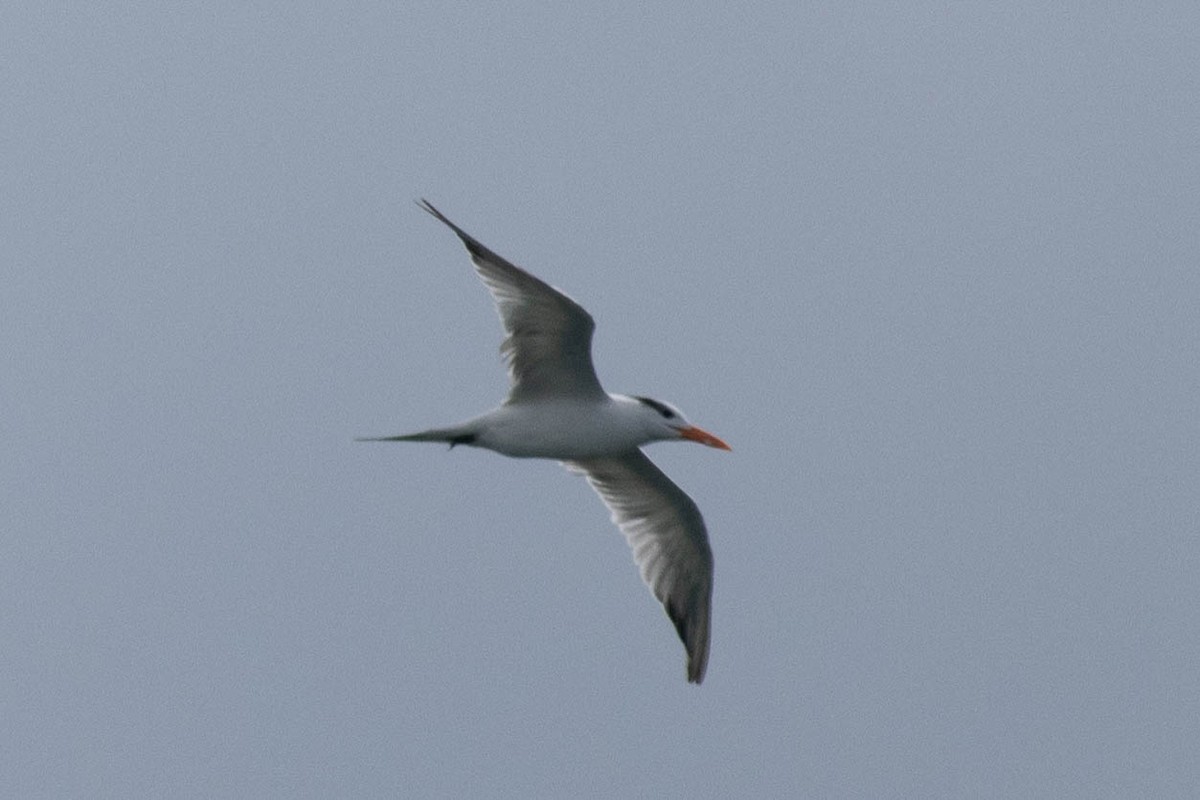 Royal Tern - ML646924007