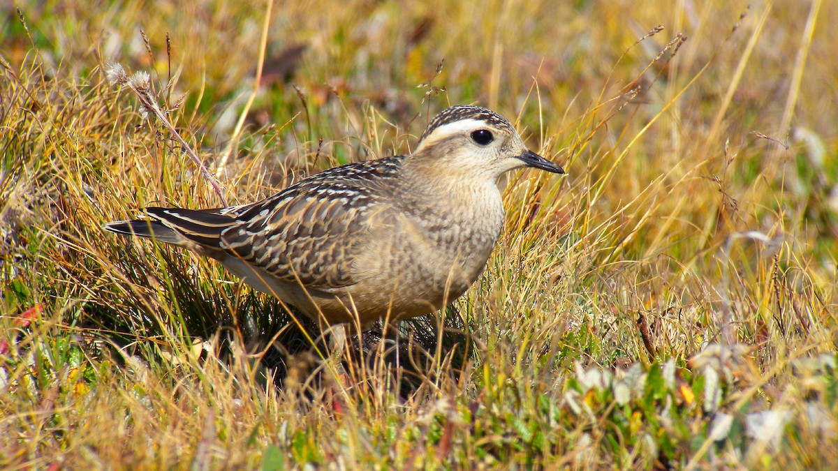 Eurasian Dotterel - ML646924008