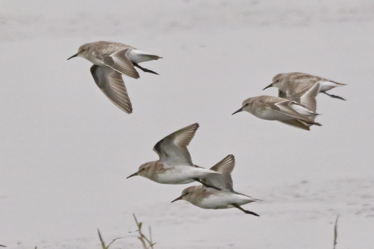 Least Sandpiper - ML646924009