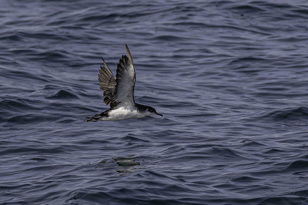 Manx Shearwater - ML646924013