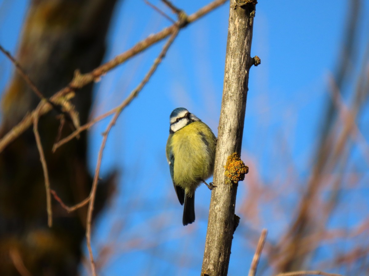 Eurasian Blue Tit - ML646924015