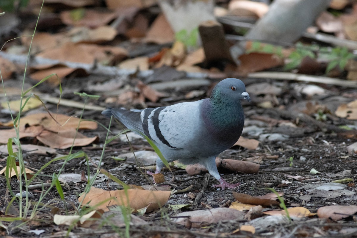 Rock Pigeon (Feral Pigeon) - ML646924021