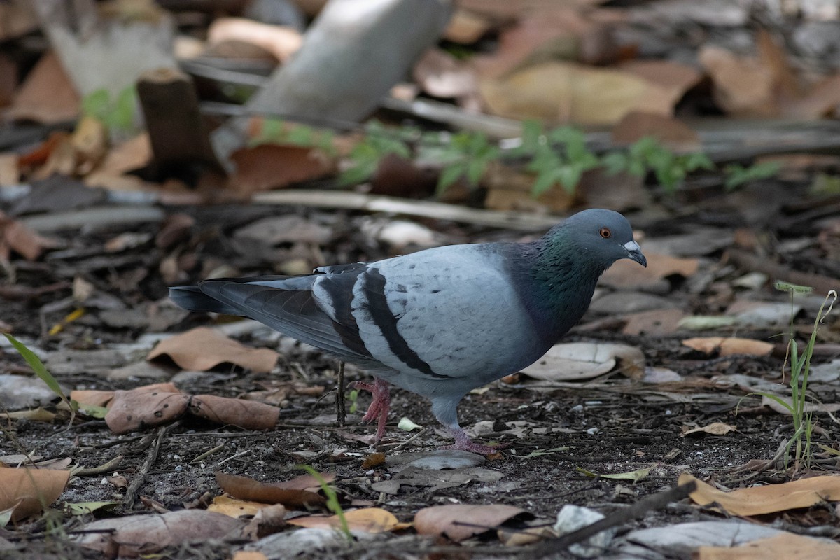 Rock Pigeon (Feral Pigeon) - ML646924022