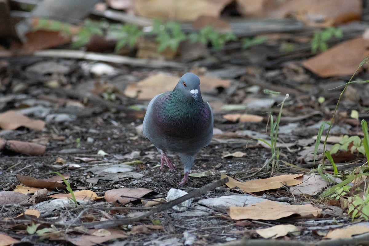 Rock Pigeon (Feral Pigeon) - ML646924023