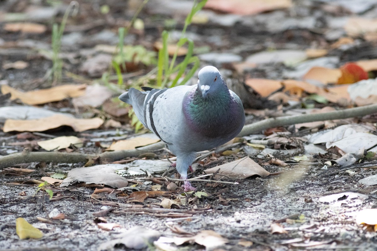 Rock Pigeon (Feral Pigeon) - ML646924024