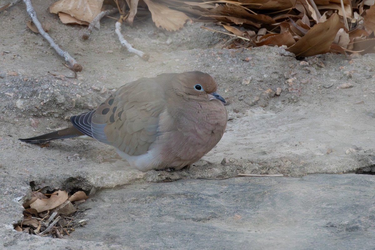 Mourning Dove - ML646924025