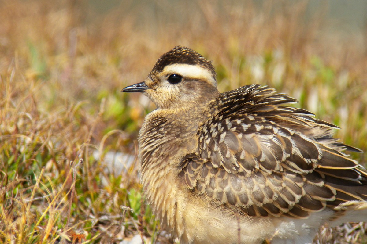 Eurasian Dotterel - ML646924027