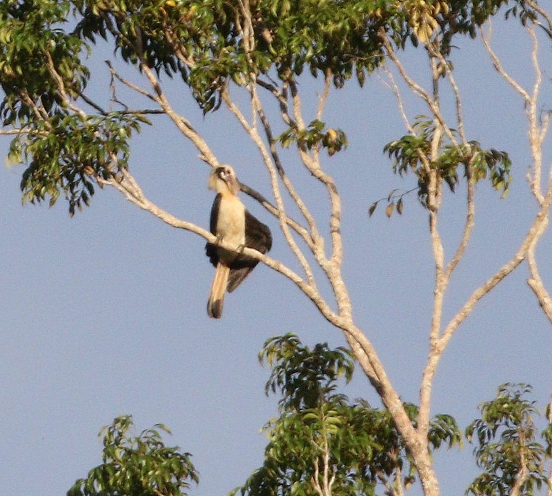 Samar Hornbill - ML646924028