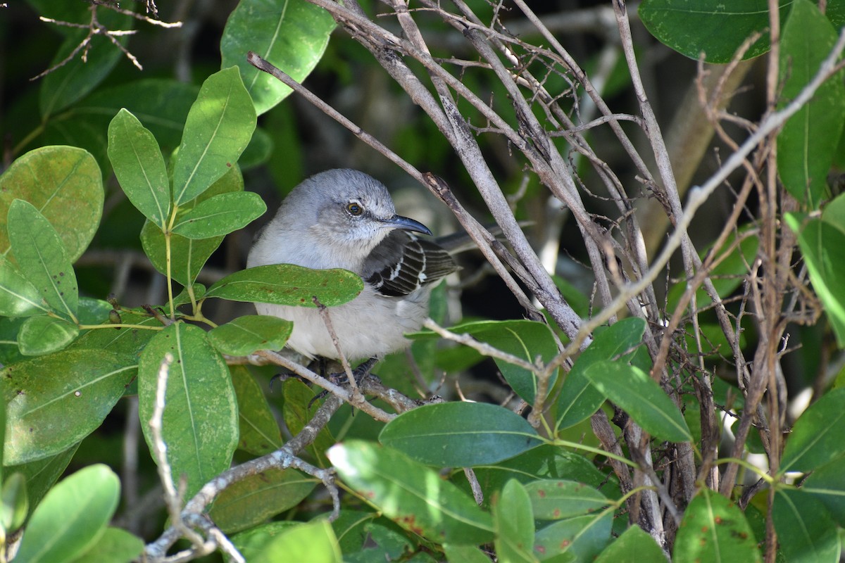 Northern Mockingbird - ML646924029