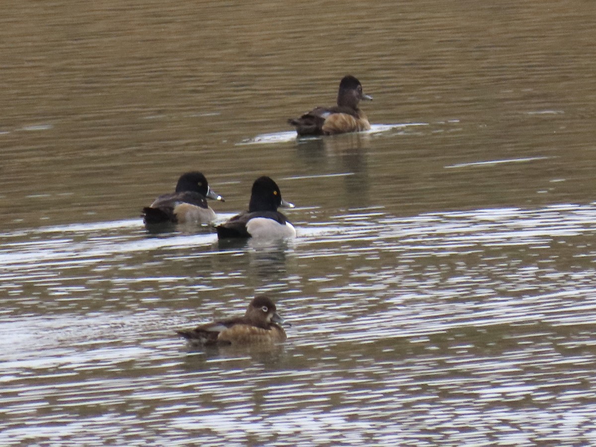 Кольчатая чернеть - ML646924030