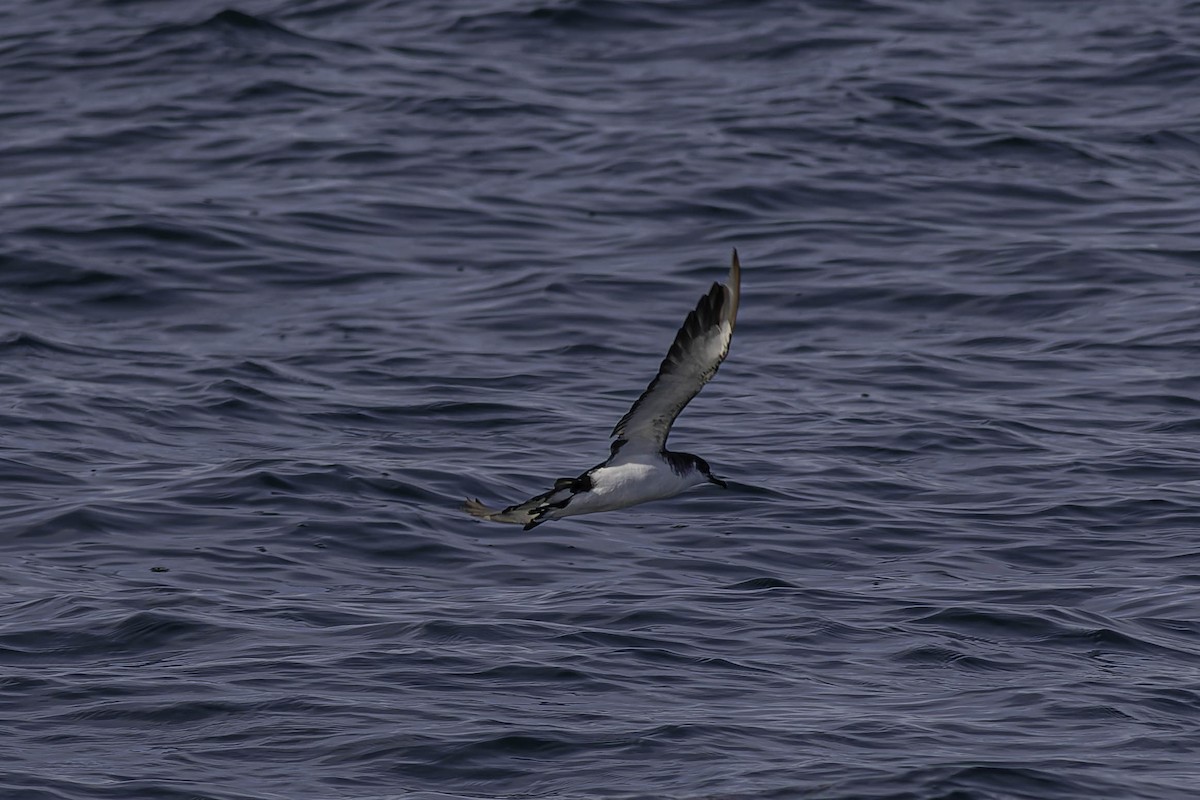 Manx Shearwater - ML646924033