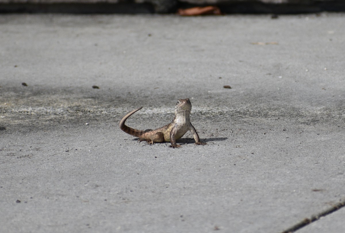 Northern Curly-tailed Lizard - ML646924034