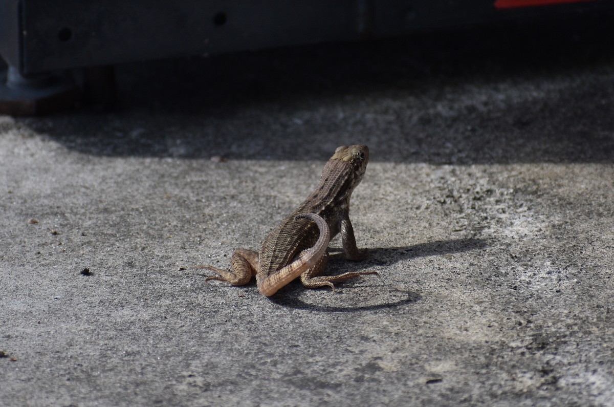 Northern Curly-tailed Lizard - ML646924035