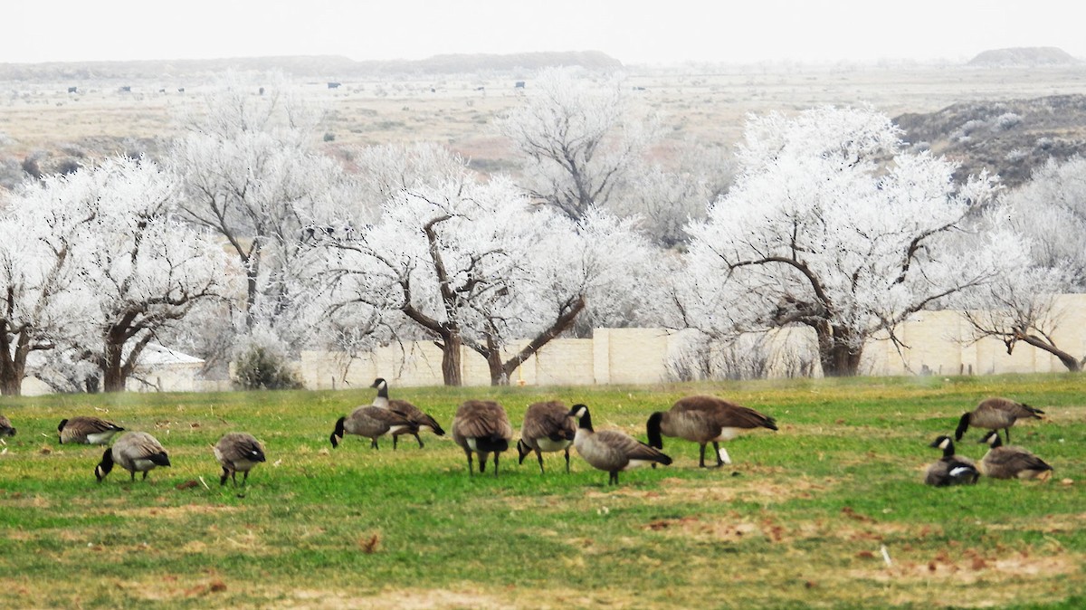 Cackling/Canada Goose - ML646924038